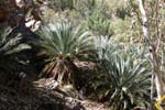 MacDonnell Ranges